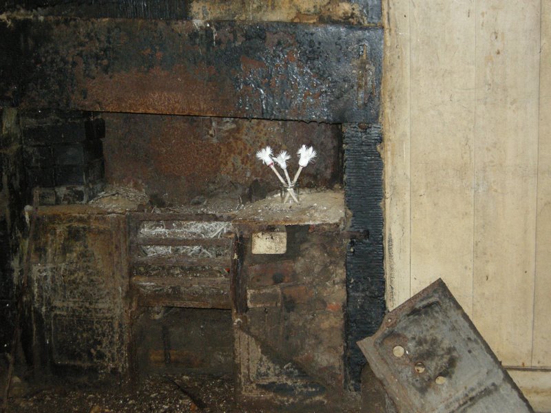 White Cornflowers (Centaurea)